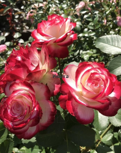 Роза "Амазонка" (ч/г), саженец 1 шт фото 2