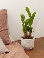 Замиокулькас