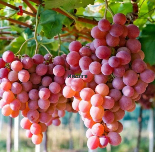 Виноград "Азалия", саженец 1 шт Виноград "Азалия", саженец 1 шт