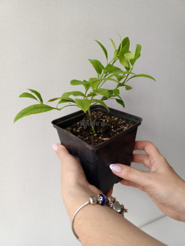 Лимон комнатный, саженец 1 шт фото 4 Лимон комнатный, саженец 1 шт фото 4