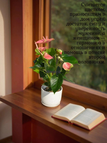 Антуриум Свит Дрим фото 3