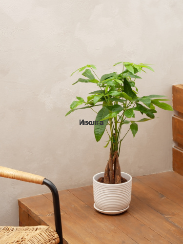 Пахира Твист Стем фото 3 Пахира Твист Стем фото 3