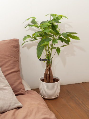 Пахира Твист Стем Пахира Твист Стем