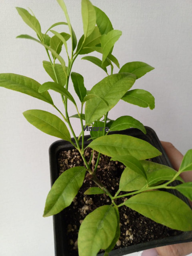 Лимон комнатный, саженец 1 шт фото 3 Лимон комнатный, саженец 1 шт фото 3