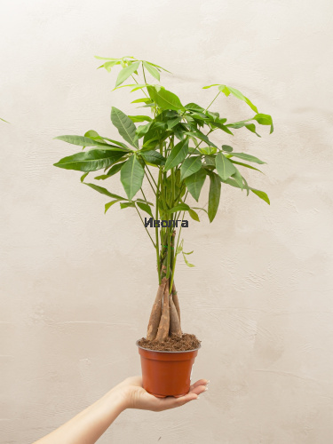 Пахира Твист Стем фото 4 Пахира Твист Стем фото 4